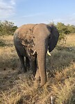 Krugerpark