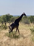 Krugerpark