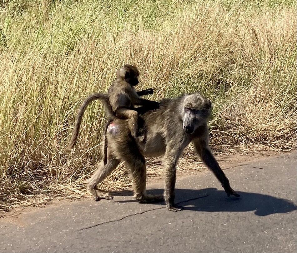 Krugerpark
