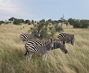 Krugerpark