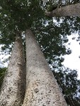 Siamese Kauri