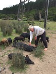 Happy with pigs...