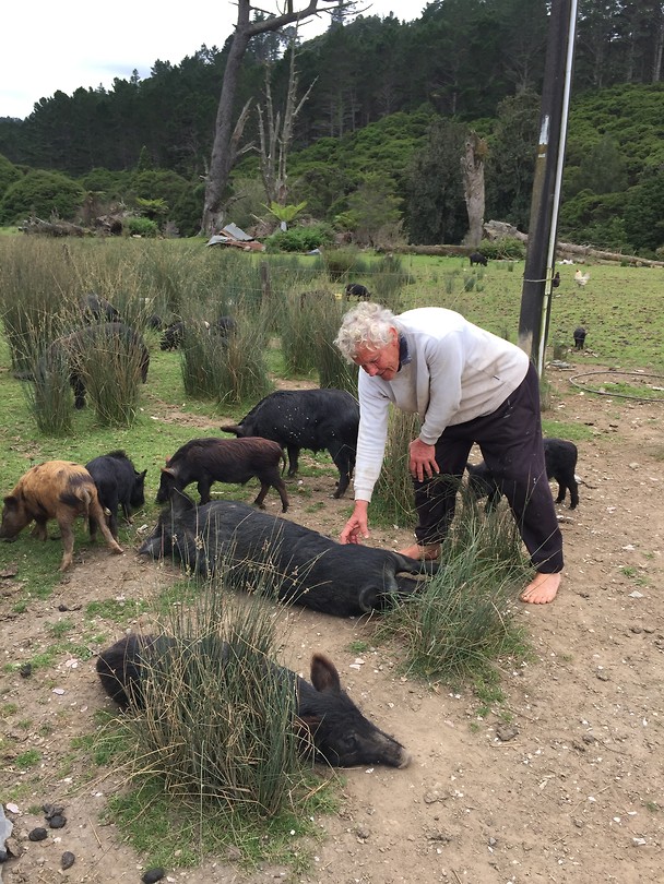 Happy with pigs...