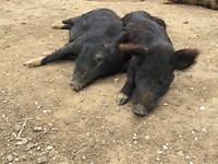 Een varkensleven...