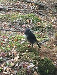 NZ South Island Robin