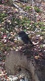 NZ South Island Robin
