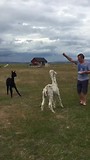 Bonanza....