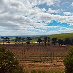 Wine garden