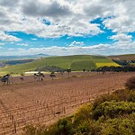 Wine garden