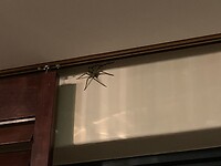 Ons huisgenootje