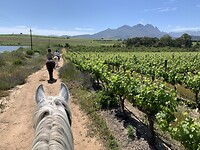 Cape Winelands