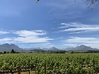 Cape Winelands