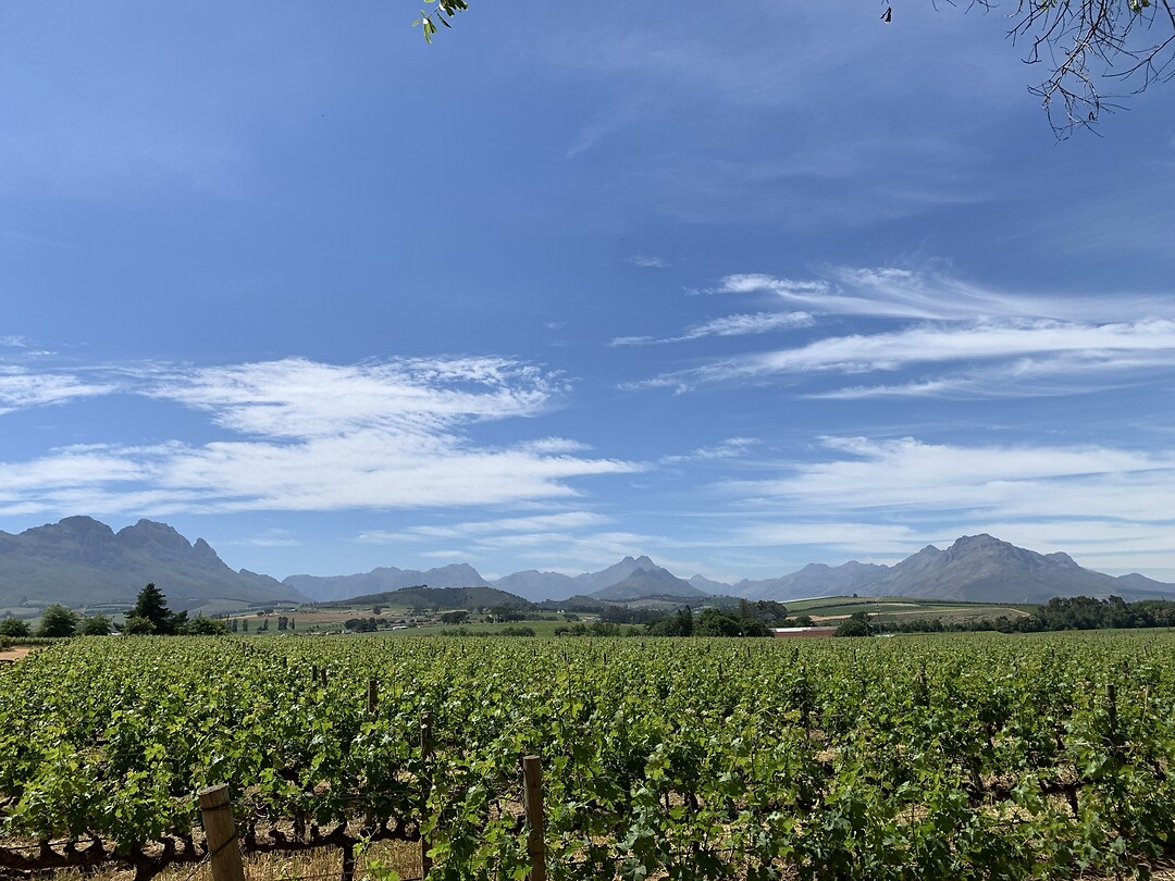 Cape Winelands