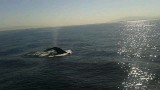 Bultrugwalvis bij Monterey bay..