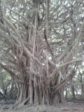 Wurgboom..
