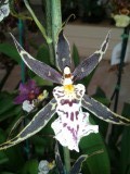 bezoek aan orchideeënkwekerij
