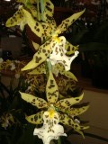 Bezoek aan orchideeënkwekerij