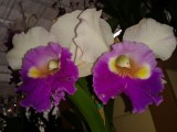 Bezoek aan orchideeënkwekerij