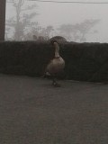Nėnė (Hawaiaanse gans)