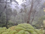 Regenwoud in Vulcano National Park