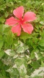 Hibiscus, de nationale bloem van Hawai'i