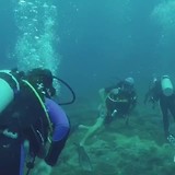 Blue Fin diving