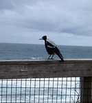 Australian Magpie