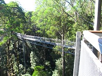 Treetop Walk
