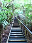 Treetop Walk