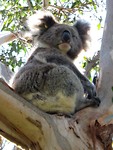 koala