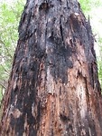 verbrandde bomen
