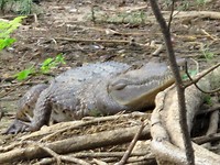 de gevreesde krokodil