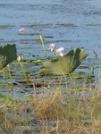 waterlelies in al hun pracht