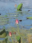waterlelies