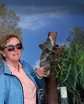 koala