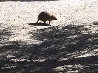 the Quokka