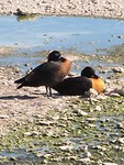 speciale watervogels op het salt lake