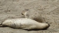 Bewegende zeeolifanten?