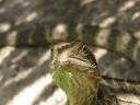 IMG_4553