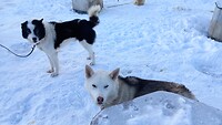 Prachtige honden!