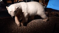 De ijsbeer in het Svalbard museum