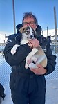 Husky puppy