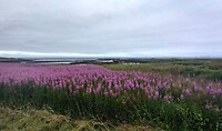 Bloeiende wilgenroosjes