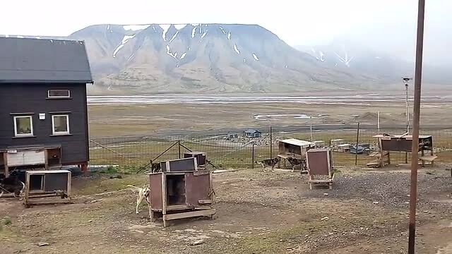Arctic Husky Travellers