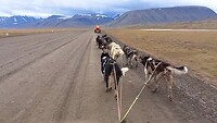 Arctic Husky Travellers