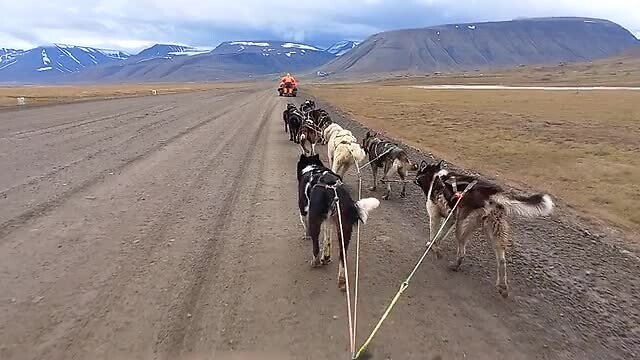 Arctic Husky Travellers
