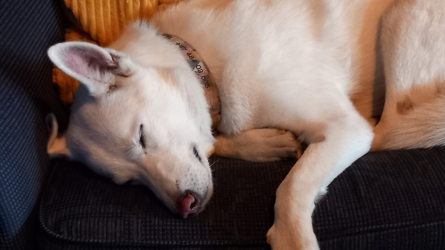 Husky café, Longyearbyen