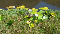 Vijver in Kirstenbosch