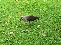 De Hadada-ibis