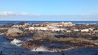 Zeehonden bij Hout Baai